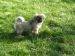 Tibetansk spaniel thumbs tibetansk spaniel kri kris odysseus odin 070